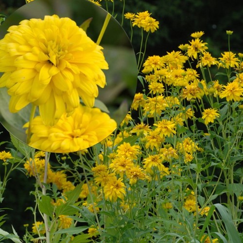 Rudbeckia laciniata 'Goldquelle' - Lõhislehine päevakübar 'Goldquelle' P9/0,55L
